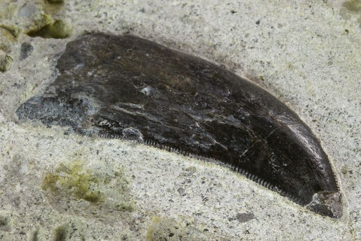 Serrated, Allosaurus Tooth In Sandstone - Colorado #128464